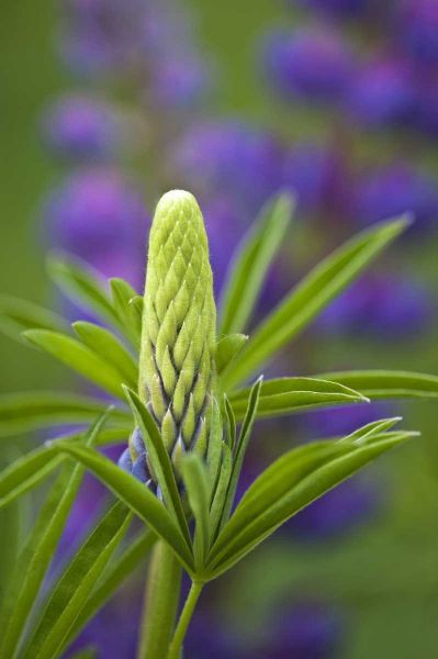 Maine, Acadia NP Close-up of lupine flower bud
